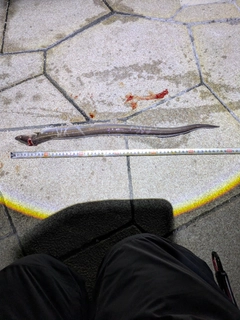 アナゴの釣果