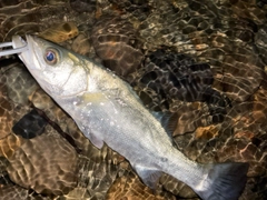 フッコ（ヒラスズキ）の釣果