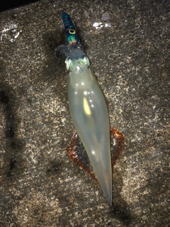 ヤリイカの釣果