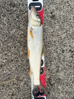 ニゴイの釣果