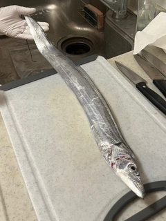 タチウオの釣果