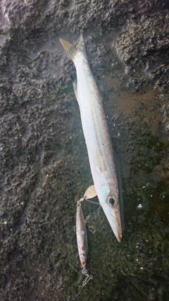 カマスの釣果