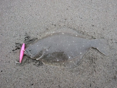 ソゲの釣果