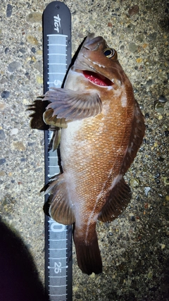 ガヤの釣果