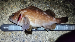 ガヤの釣果