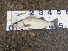 ヒラスズキの釣果