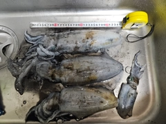 アオリイカの釣果