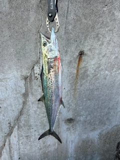 サゴシの釣果