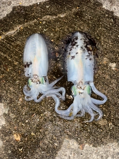 アオリイカの釣果