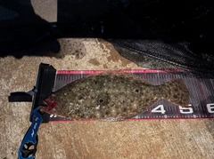 ヒラメの釣果