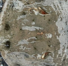ツバクロエイの釣果