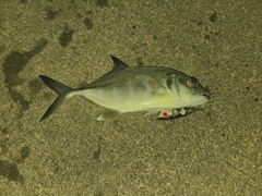 ギンガメアジの釣果