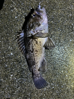 クロソイの釣果
