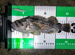 クロソイの釣果
