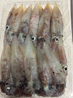 ヤリイカの釣果