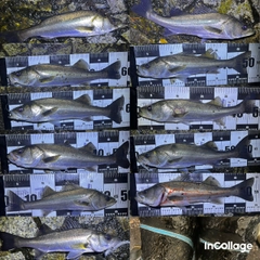 シーバスの釣果