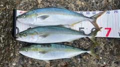 メジロの釣果
