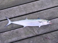 サゴシの釣果
