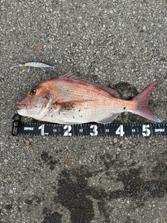 マダイの釣果