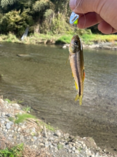 カワムツの釣果