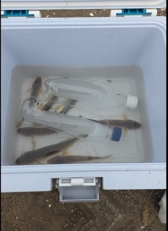 マハゼの釣果