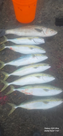 イナダの釣果