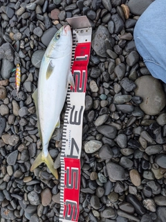イナダの釣果