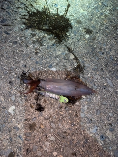 イカの釣果