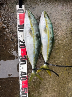 イナダの釣果