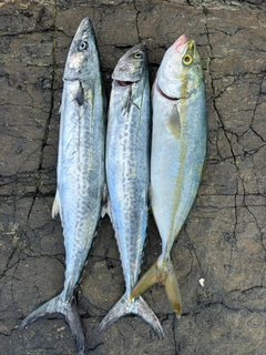 ツバスの釣果