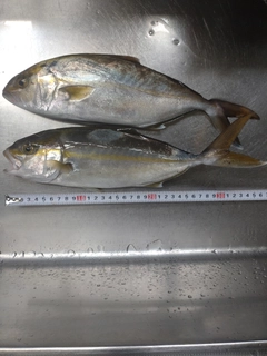 ショゴの釣果