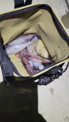 イカの釣果