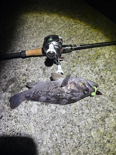 クロソイの釣果