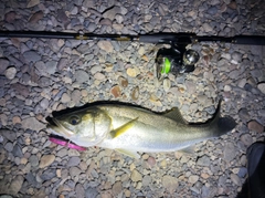 スズキの釣果