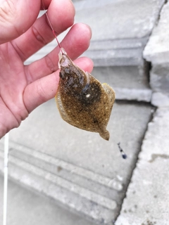 カレイの釣果