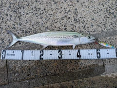 サゴシの釣果