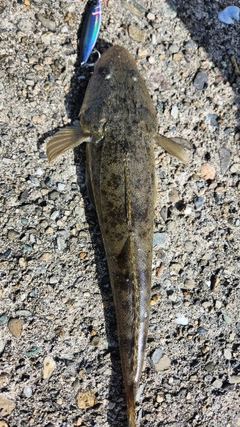 マゴチの釣果