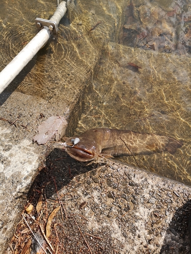 ナマズの釣果