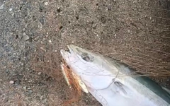 メジロの釣果