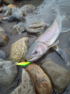 アメマスの釣果