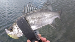 セイゴ（ヒラスズキ）の釣果