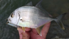 メッキの釣果