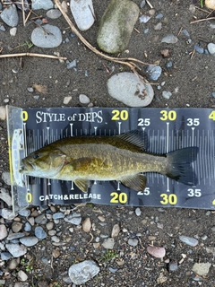 スモールマウスバスの釣果