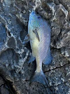 コロダイの釣果