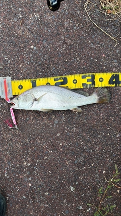 ニベの釣果