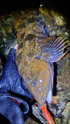 アイナメの釣果