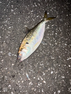 コノシロの釣果