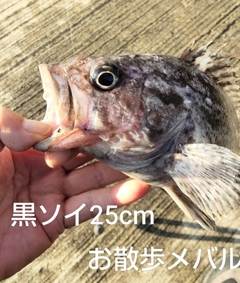 クロソイの釣果