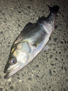 セイゴ（マルスズキ）の釣果