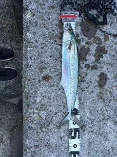 サゴシの釣果